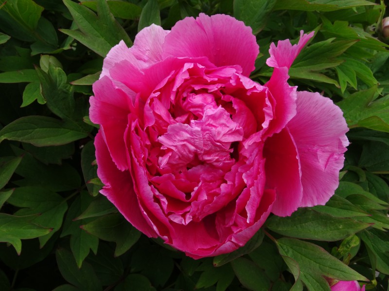 富丽堂皇的牡丹花微信唯美摄影图片