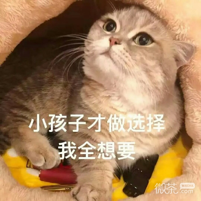 萌萌哒的微信喵星人买口红表情包
