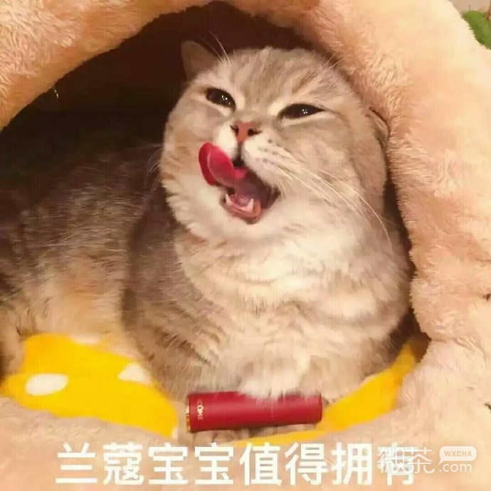 萌萌哒的微信喵星人买口红表情包
