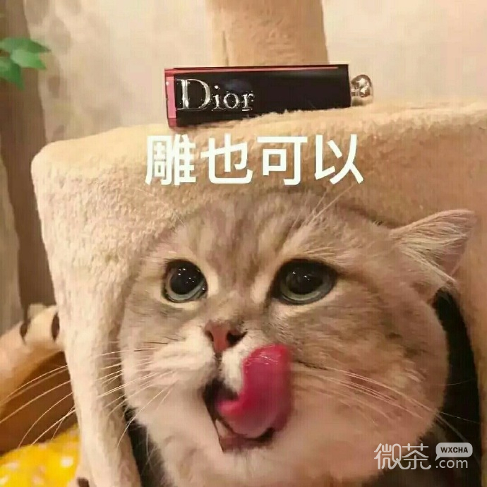 萌萌哒的微信喵星人买口红表情包