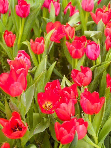 优雅美丽的郁金香微信摄影图片合集