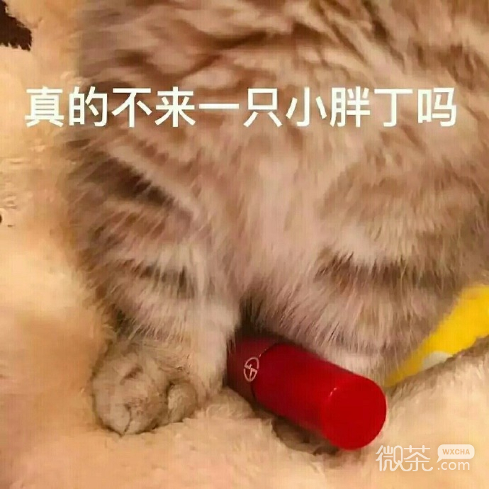 萌萌哒的微信喵星人买口红表情包