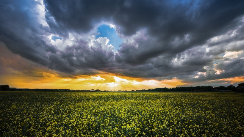 金灿灿的微信油菜花田唯美风景图片