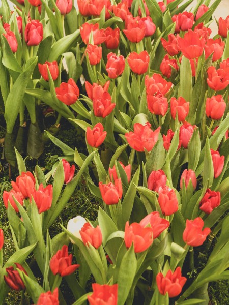 优雅美丽的郁金香微信摄影图片合集