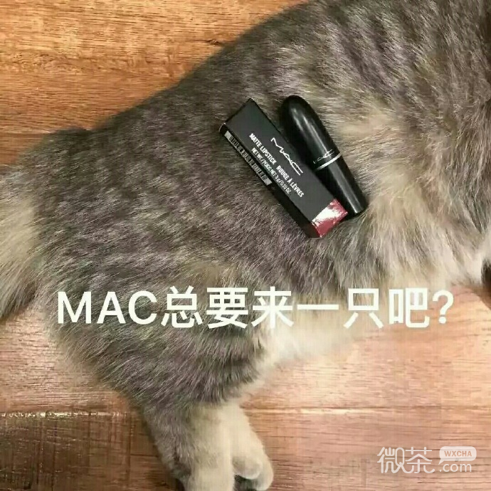 萌萌哒的微信喵星人买口红表情包