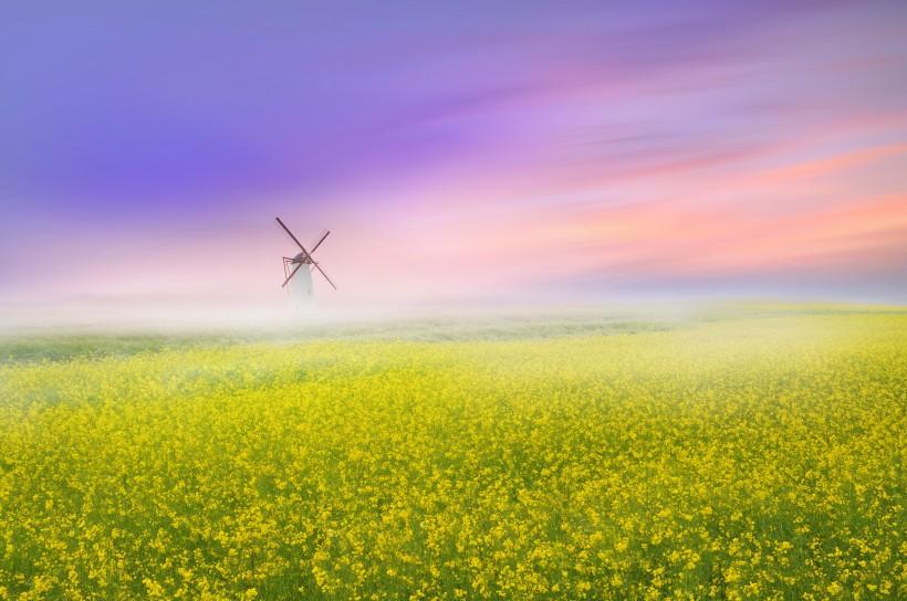 金灿灿的微信油菜花田唯美风景图片