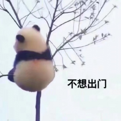 可爱带字的微信大熊猫头像