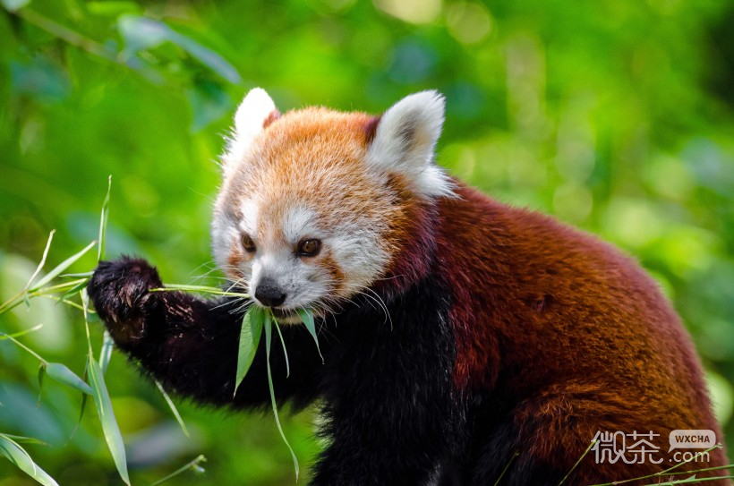 活泼可爱的小熊猫微信唯美摄影图片集