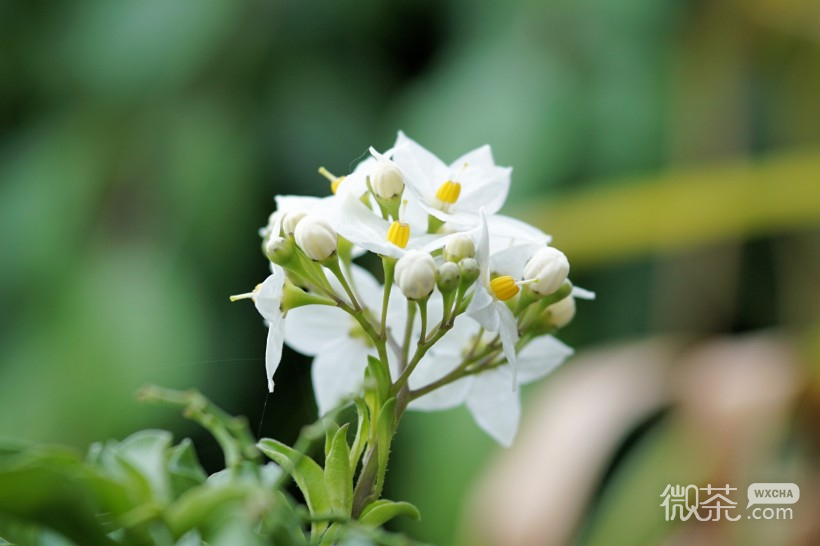 洁白优雅的茉莉花微信摄影图片合集