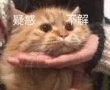 孤儿斗图表情包