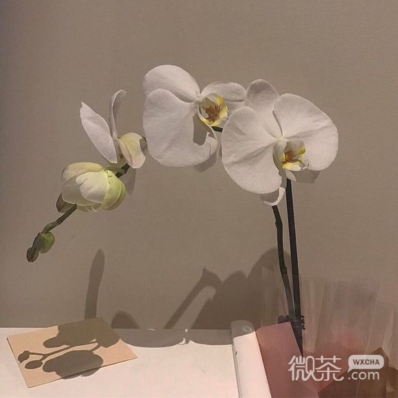 清新草莓朋友圈配图