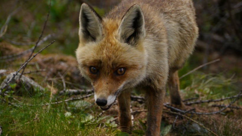 狡猾又可爱狐狸微信唯美摄影图片