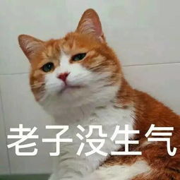 孤儿斗图表情包