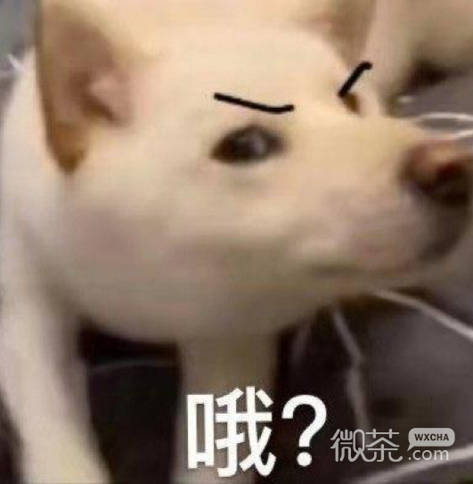 沙雕人士专属的微信搞笑带字表情包