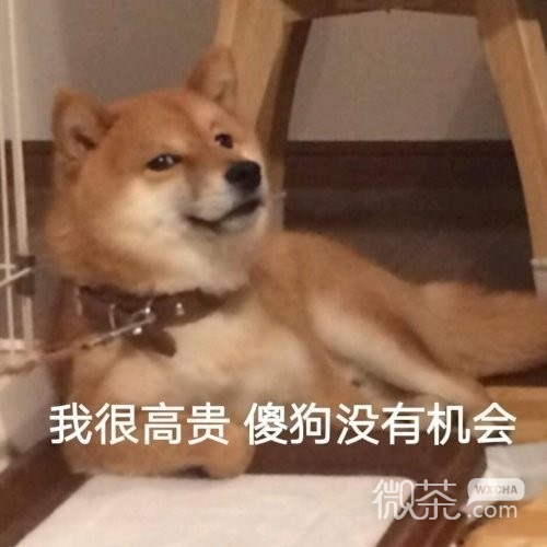 沙雕人士专属的微信搞笑带字表情包
