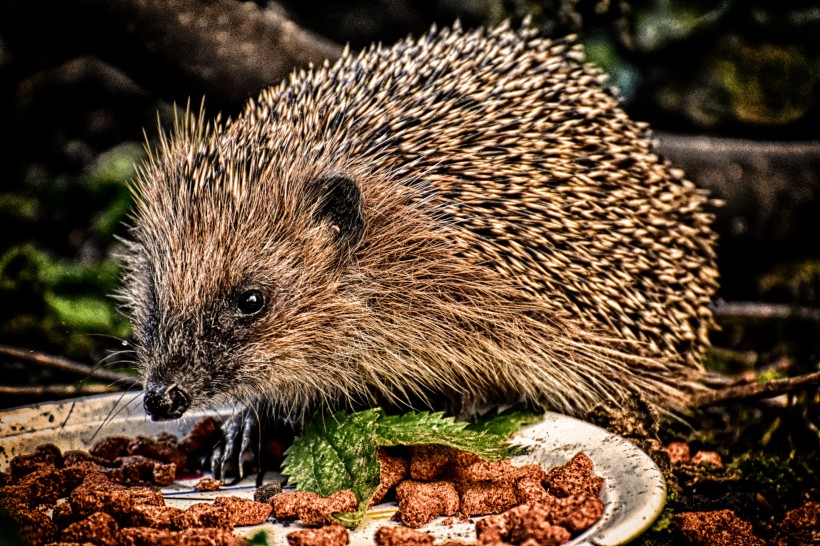 正在进食的小刺猬微信唯美摄影图片