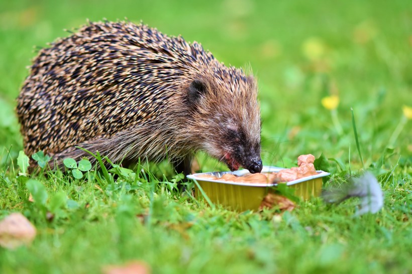 正在进食的小刺猬微信唯美摄影图片