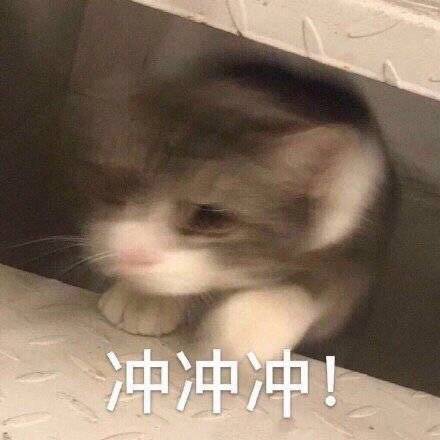 搞笑沙雕的微信喵星人带字表情包