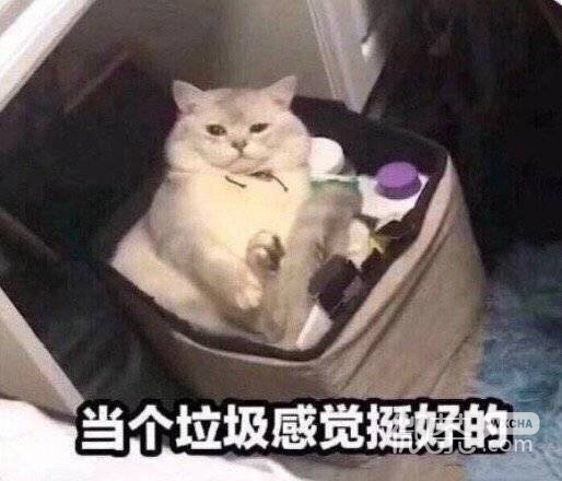 搞笑沙雕的微信喵星人带字表情包