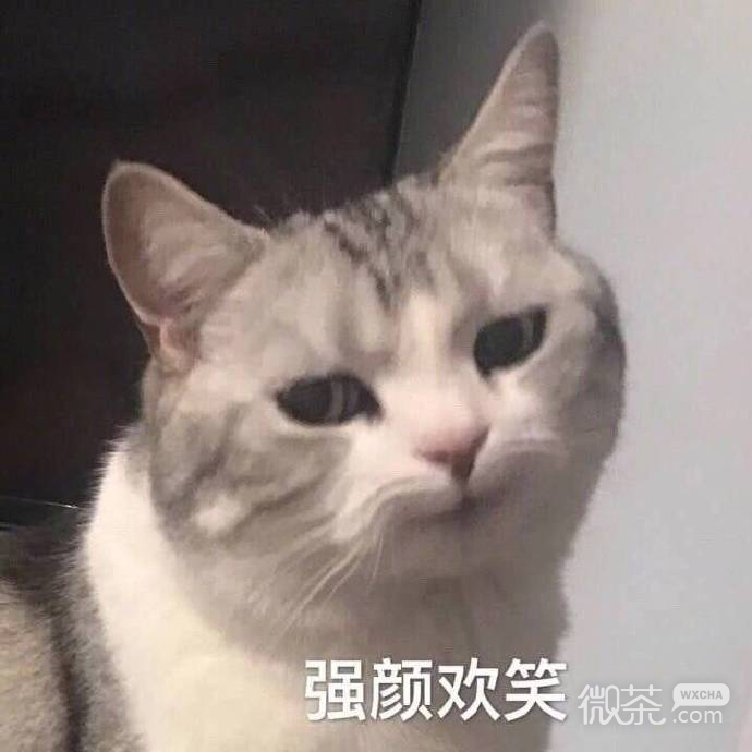 搞笑沙雕的微信喵星人带字表情包