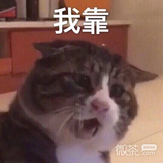搞笑沙雕的微信喵星人带字表情包