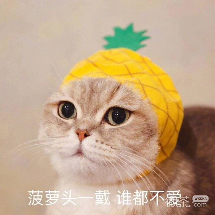 搞笑沙雕的微信喵星人带字表情包