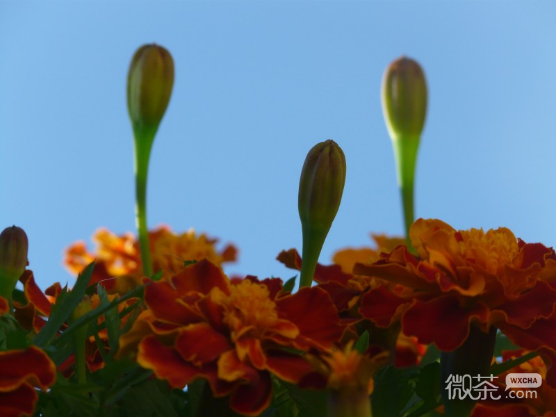 姿态优雅的金盏菊微信唯美摄影图