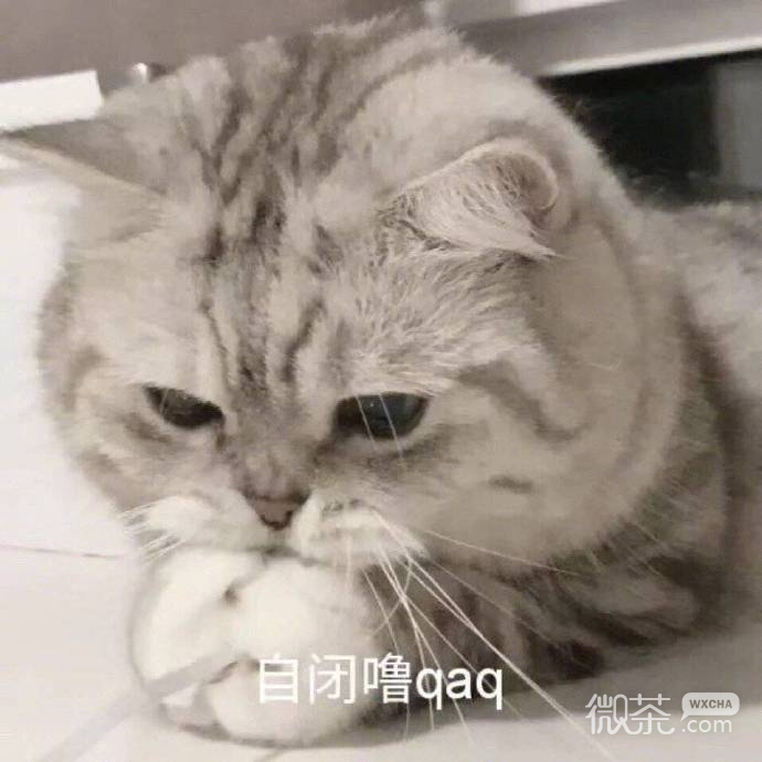 搞笑沙雕的微信喵星人带字表情包