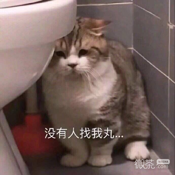 搞笑沙雕的微信喵星人带字表情包