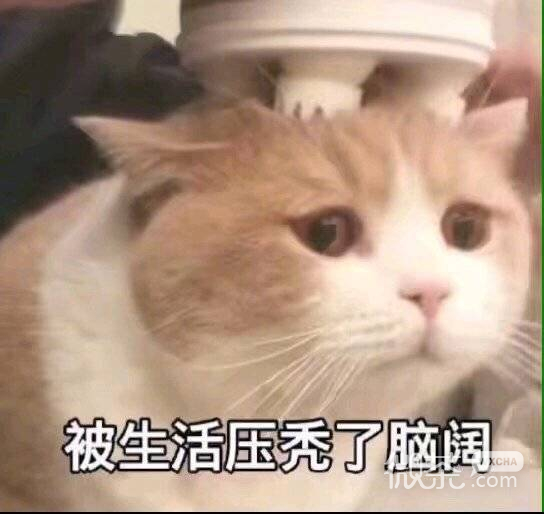 搞笑沙雕的微信喵星人带字表情包