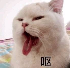 搞笑沙雕的微信喵星人带字表情包
