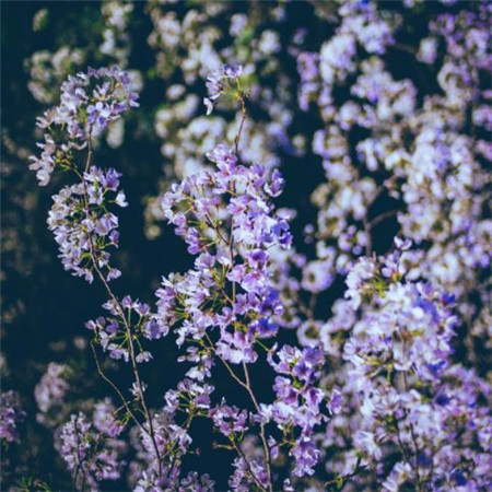 唯美意境的微信立春花朵图片