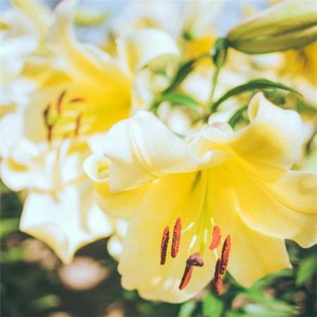 唯美意境的微信立春花朵图片