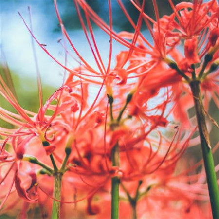 唯美意境的微信立春花朵图片