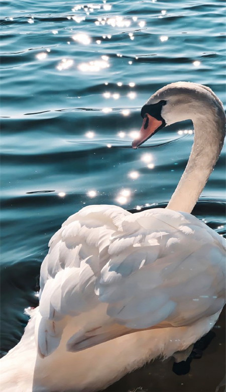 唯美意境风格的微信最新壁纸图片