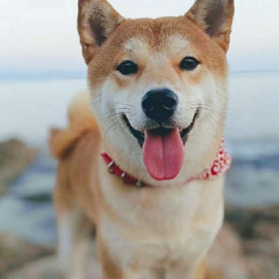 微信最新可爱萌宠头像合集