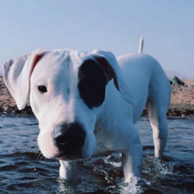 微信最新可爱萌宠头像合集