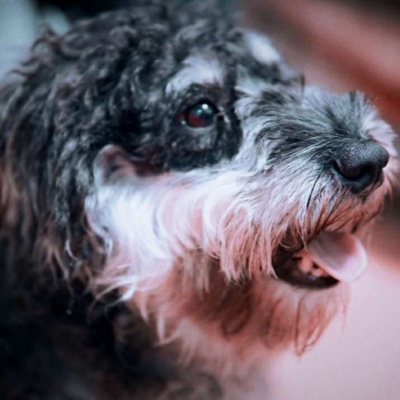 微信最新可爱萌宠头像合集