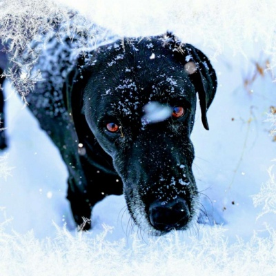 微信最新可爱萌宠头像合集