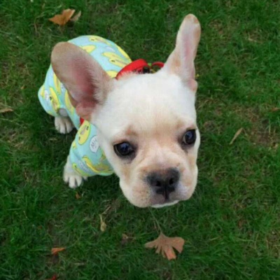 微信最新可爱萌宠头像合集