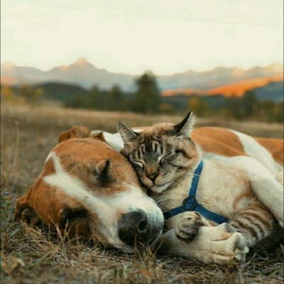 微信最新可爱萌宠头像合集