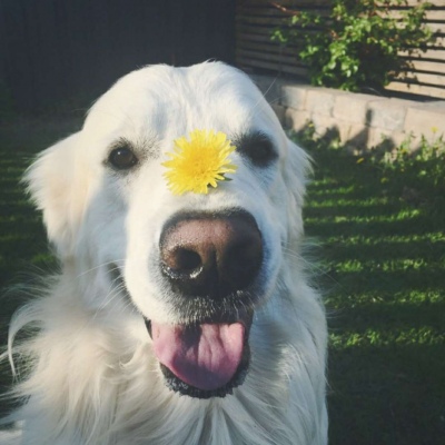 微信最新可爱萌宠头像合集