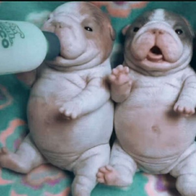 微信最新可爱萌宠头像合集