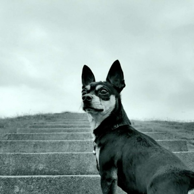 微信最新可爱萌宠头像合集