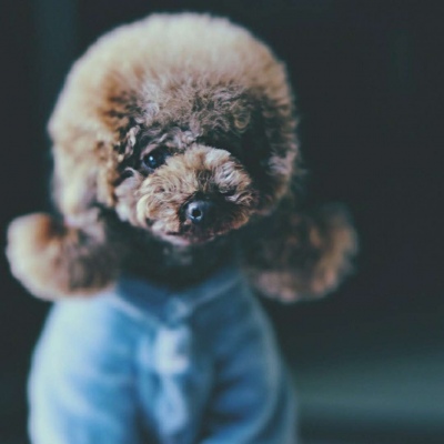 微信最新可爱萌宠头像合集