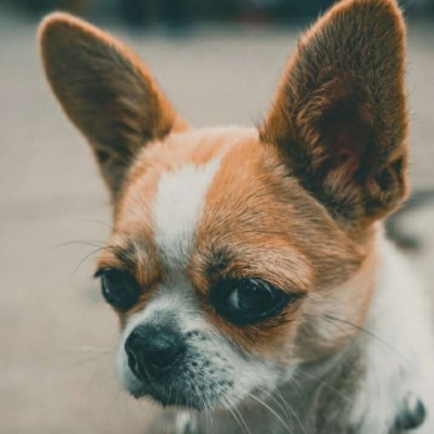 微信最新可爱萌宠头像合集