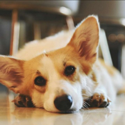 微信最新可爱萌宠头像合集