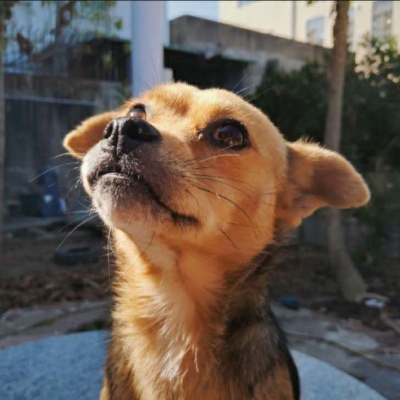 微信最新可爱萌宠头像合集