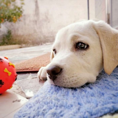 微信最新可爱萌宠头像合集