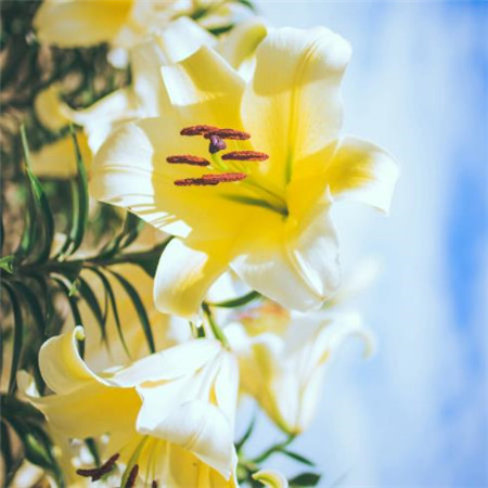 微信漂亮花朵朋友圈配图